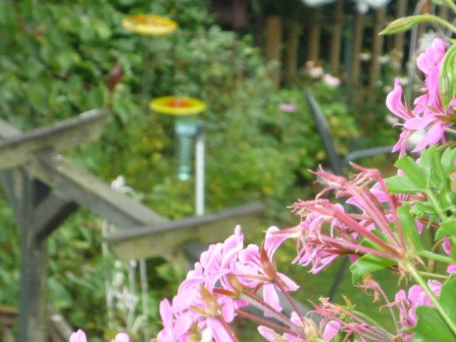 Gastehaus Rosengarten Im Nahetal Kirn Rom bilde