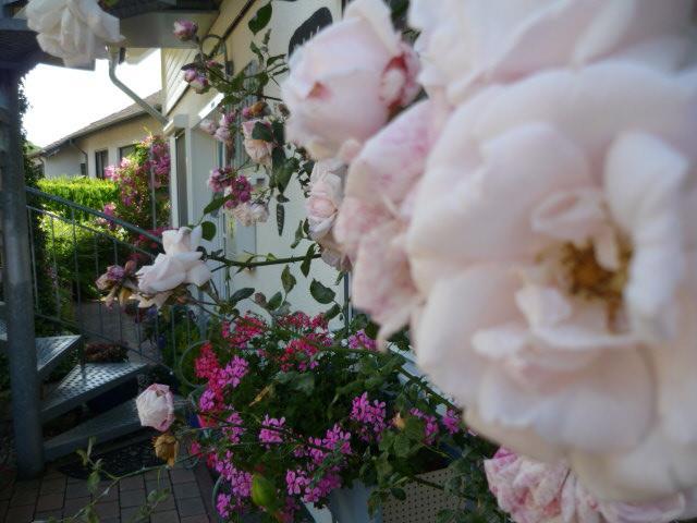 Gastehaus Rosengarten Im Nahetal Kirn Eksteriør bilde